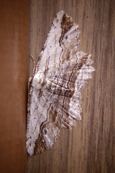 Da identificare - Menophra abruptaria